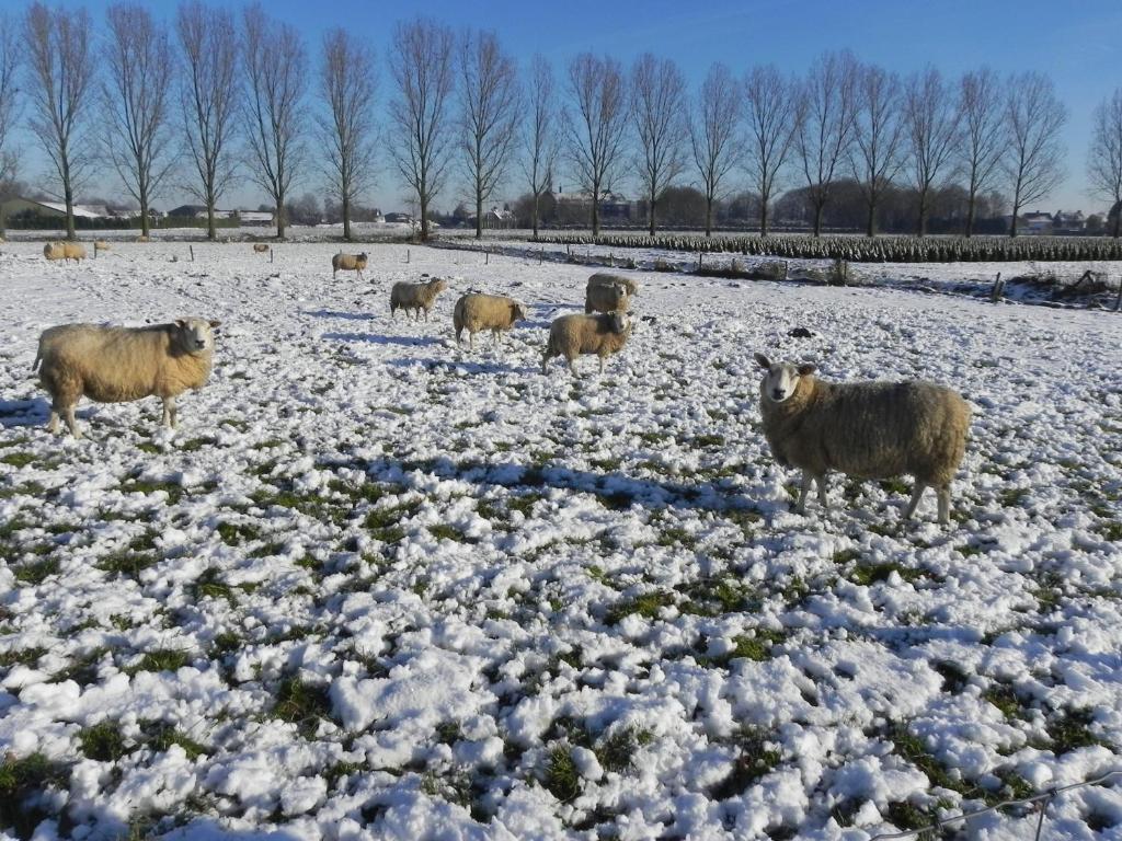 Hoeve De Mertel Biezenmortel Exterior foto